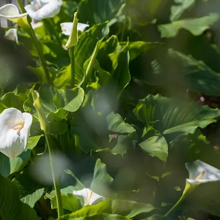 Kazalac Oasis Apartman