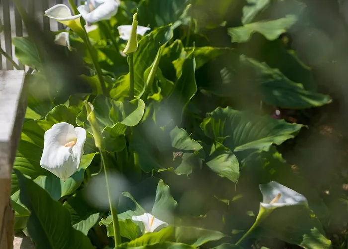 Kazalac Oasis 아파트